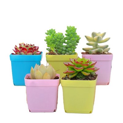 Small Plastic Plant Pot